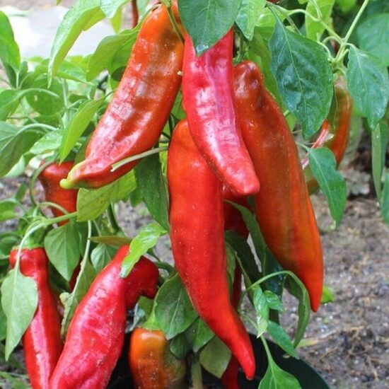 Saldžioji paprika Corno di Toro Rosso